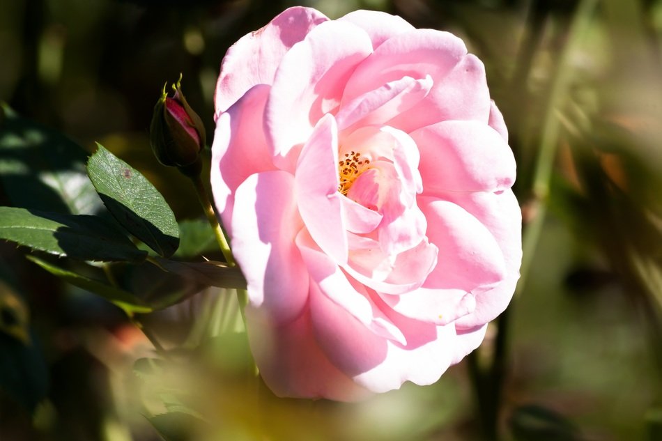 rose in the garden in summer
