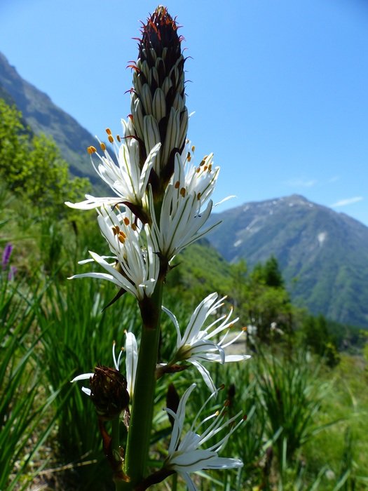 wild plant in the mountains