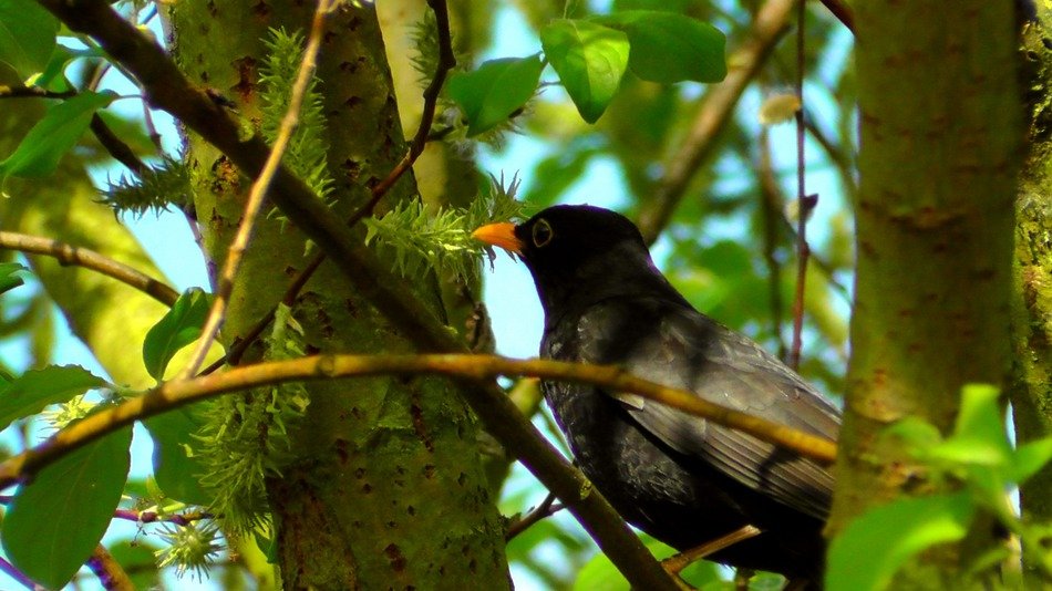 beautiful and delightful blackbird