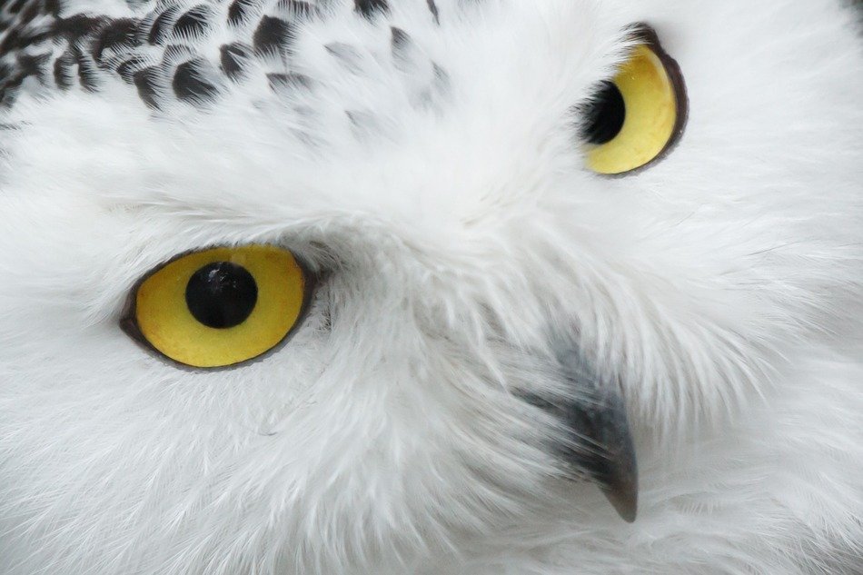 portrait of the white owl