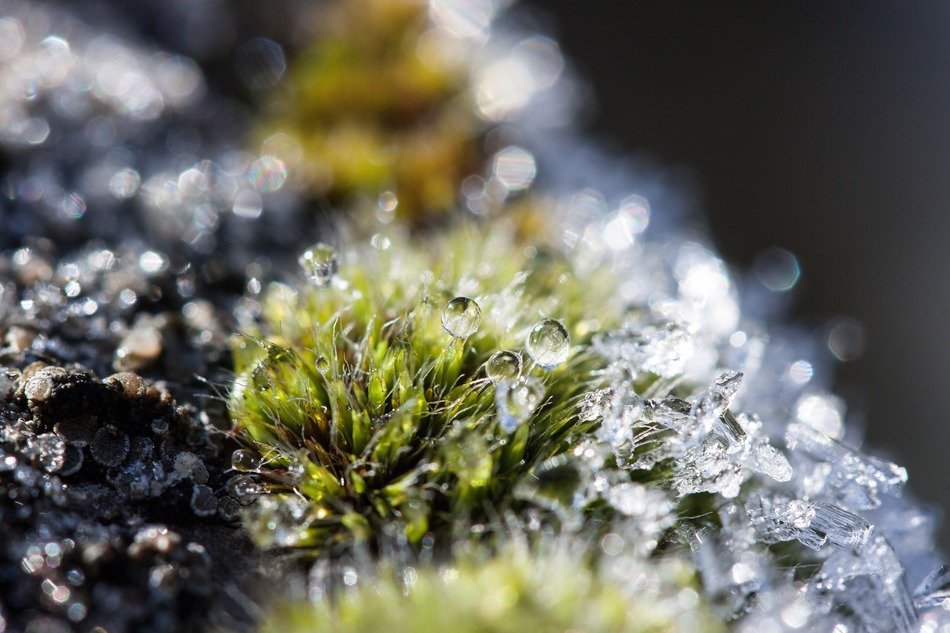 ice crystals on moss in autumn