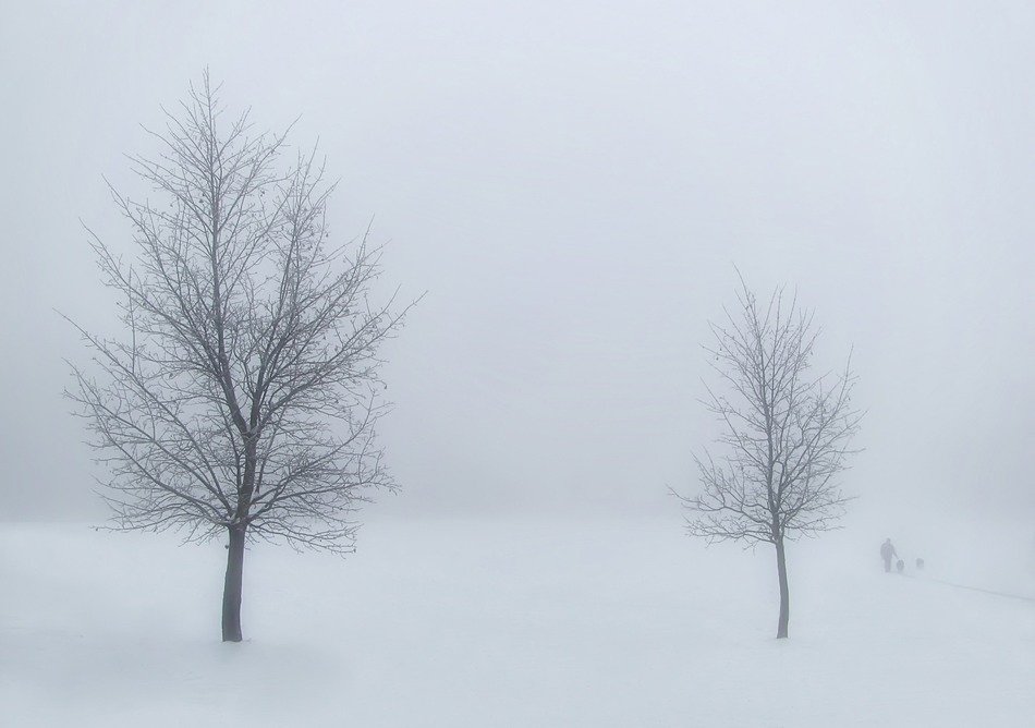 beautiful and delightful winter trees