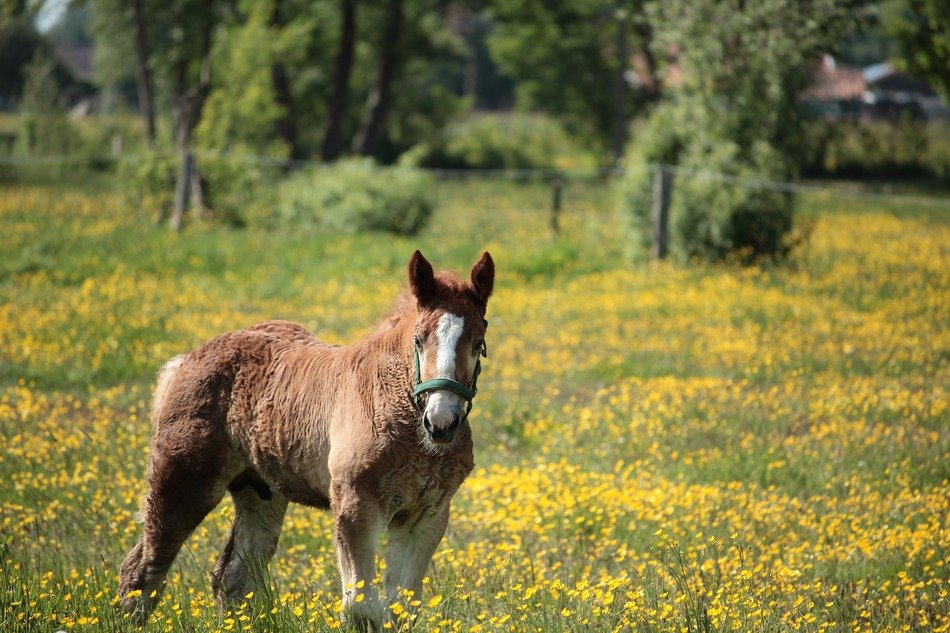 delightful foal horse