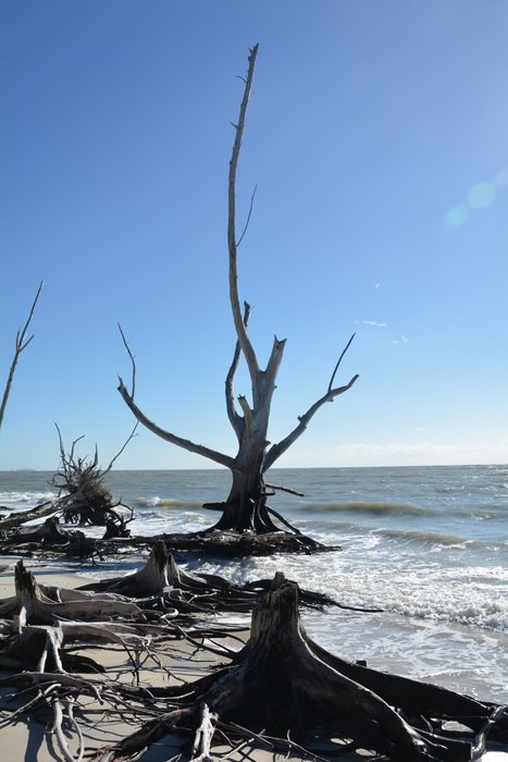 dead trees on seashore