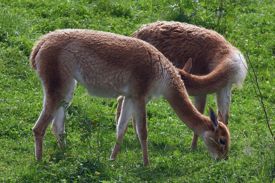 red deer grazing on green grass