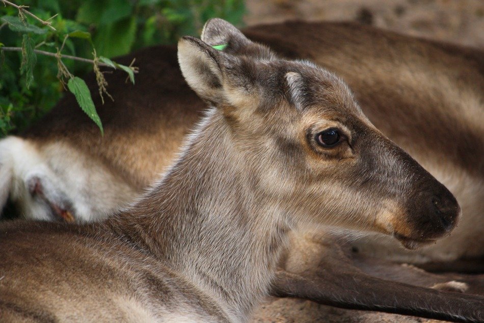 cub deer in Finland