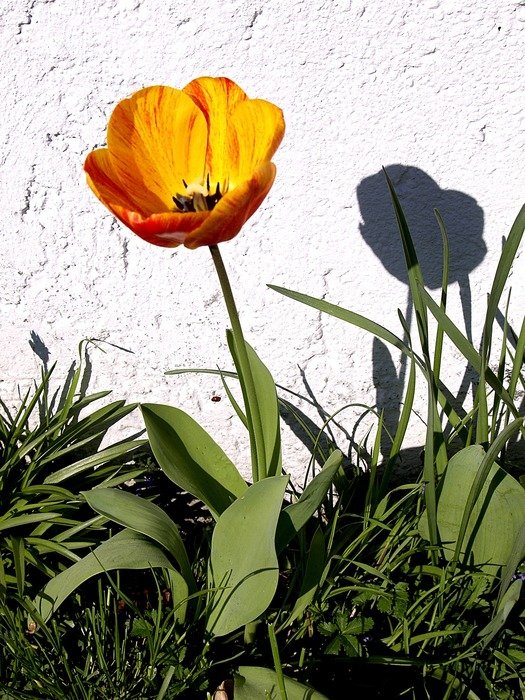 tulip white wall