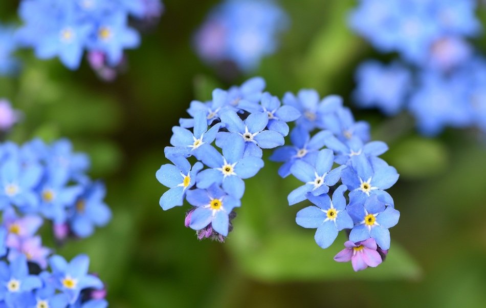 forget me flowers