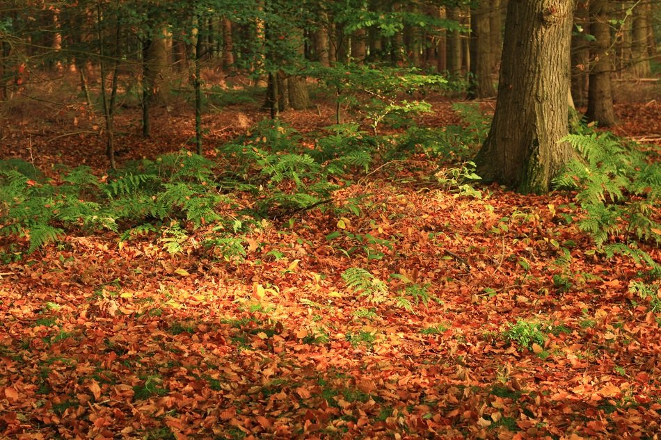 yellow leaves on the ground among the trees