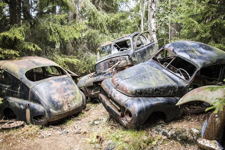 Rusted cars in a forest