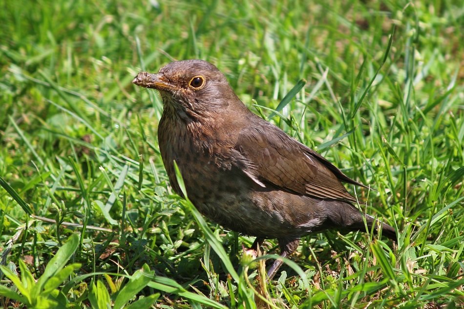 Blackbird in the garden