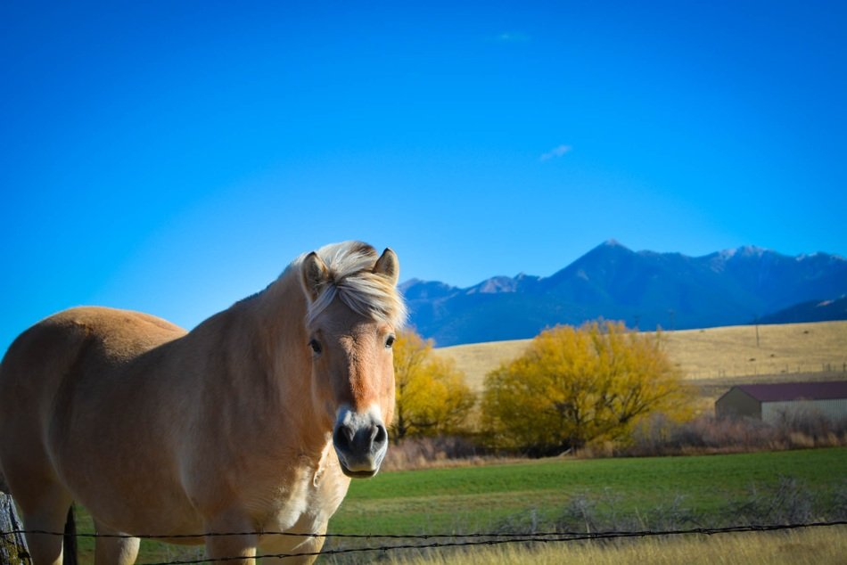 irresistible montana horse