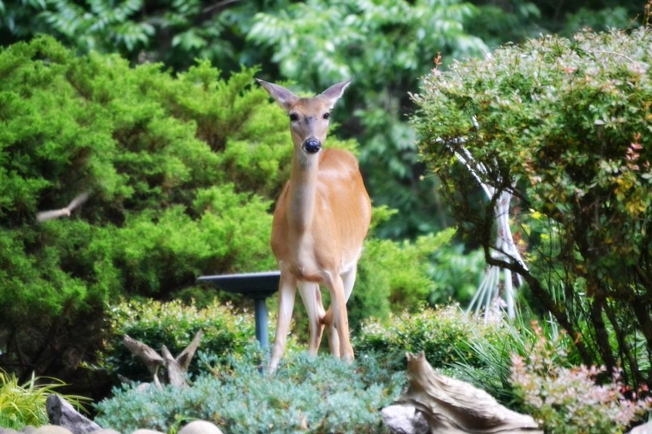 young deer in the wild