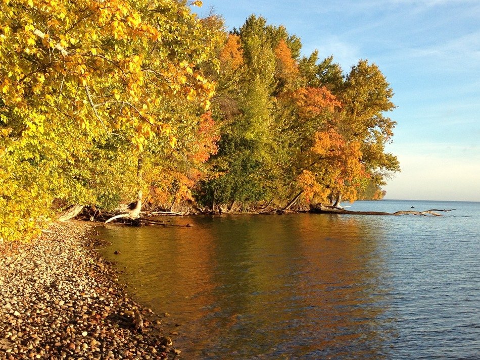 yellow autumn forest on the edge of the lake