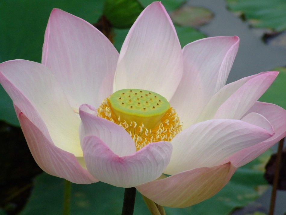 beautiful lotus flower
