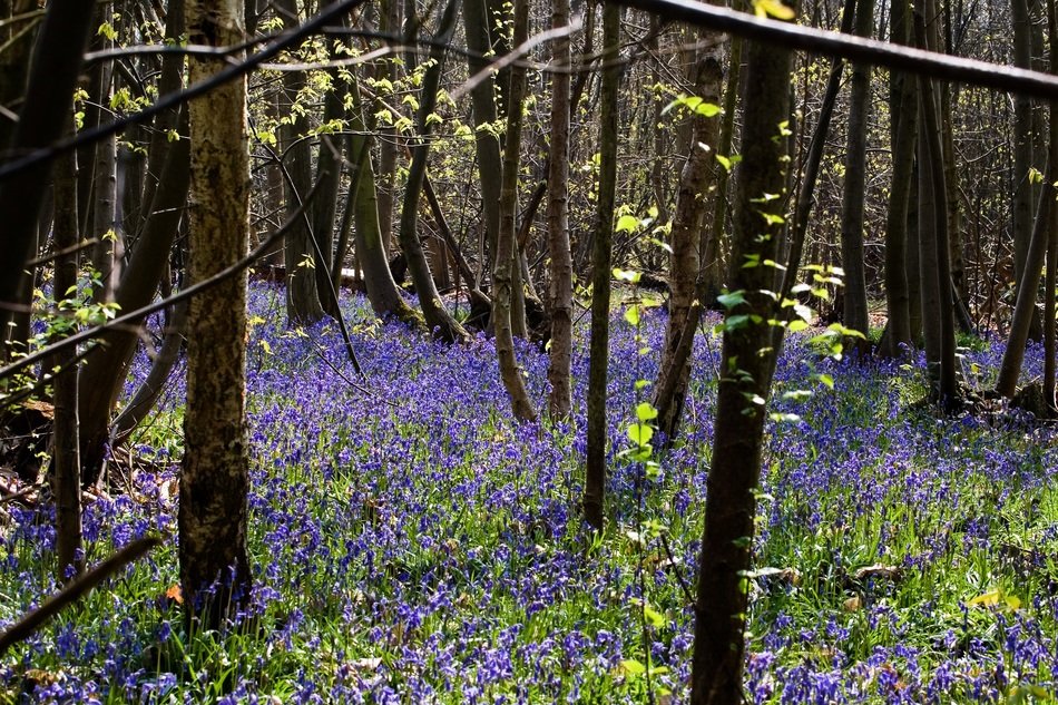 many blue flowers in blake's wood
