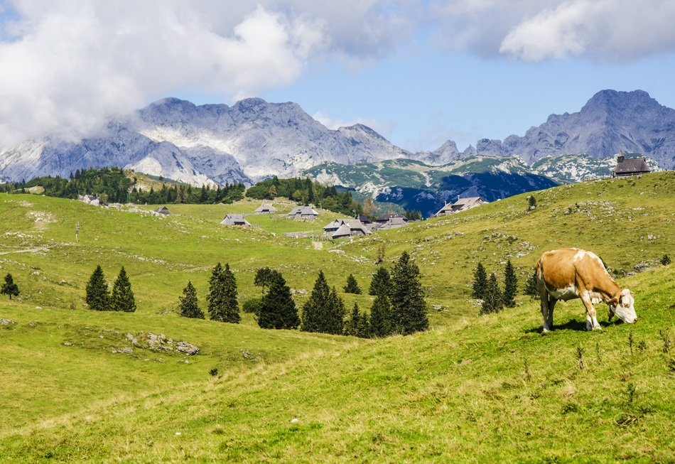 green fields and cow