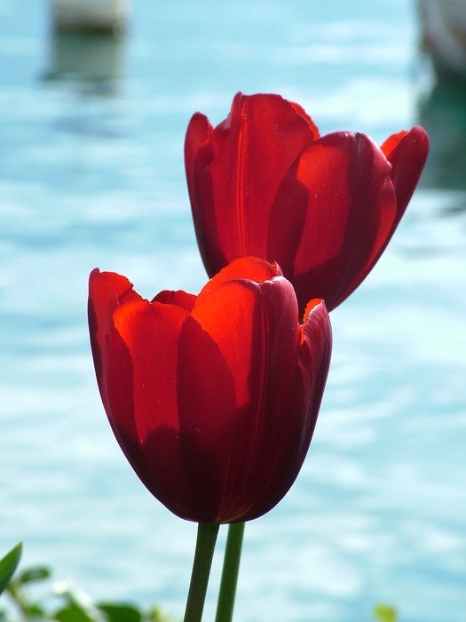 two burgundy tulips on a background of water