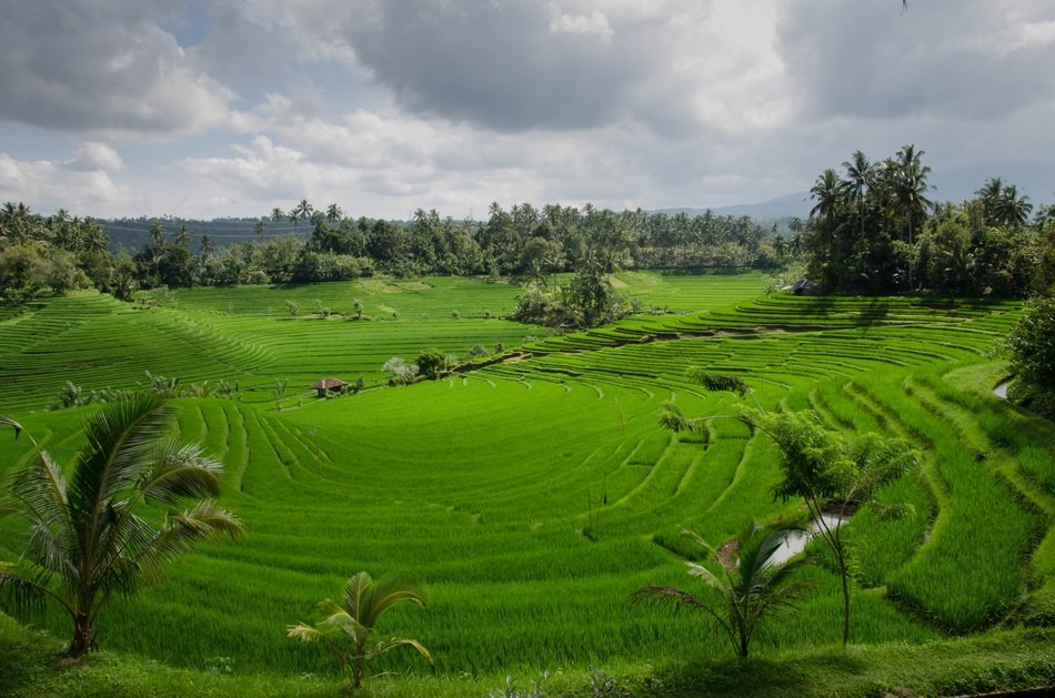 beautiful rice terraces in asia