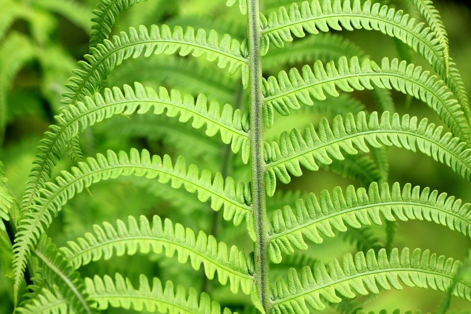 closeup photo of green fern leaves in forest