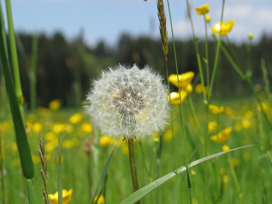 dandelion among buttercups