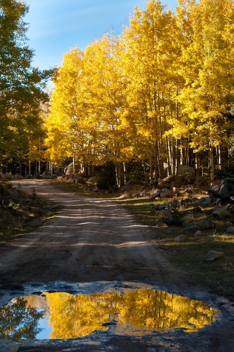 yellow autumn nature color reflection view