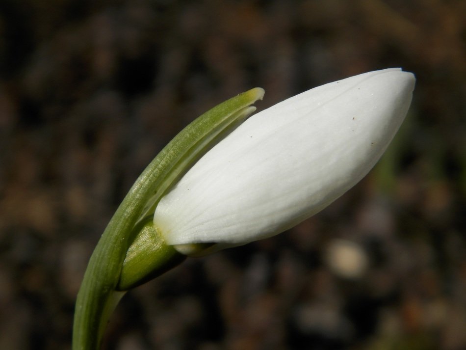 indoor white snowdrop in nature