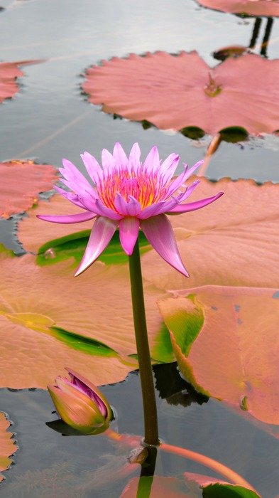 Pink water lily flower in the water