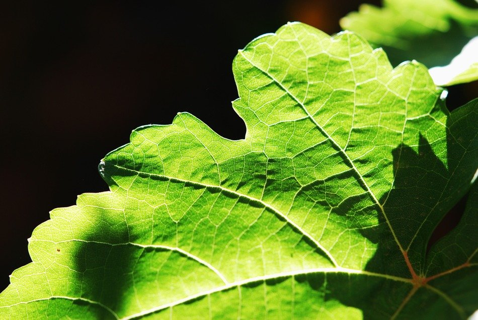 macro picture of green leaf