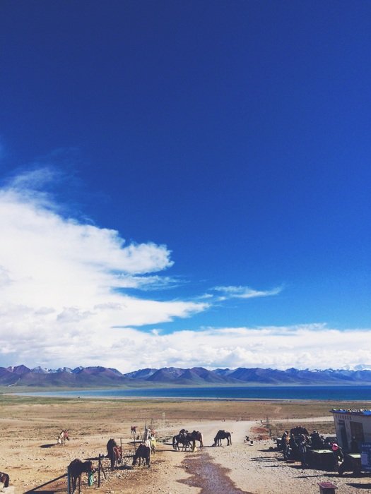 landscape of horses on the ranch in the wild west
