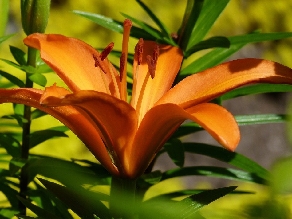 tiger lily in the bright sun close up