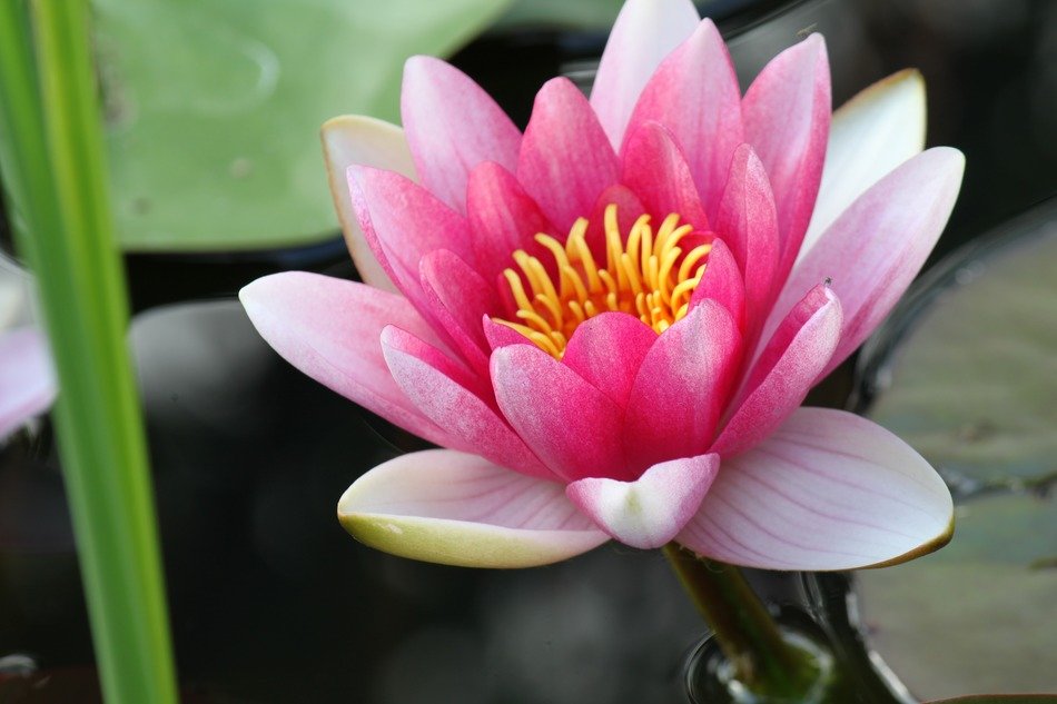 beautiful pink flower of water lily