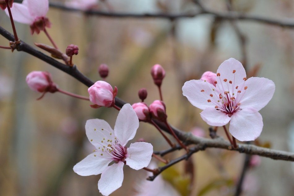 cherry blossom tree in the spring