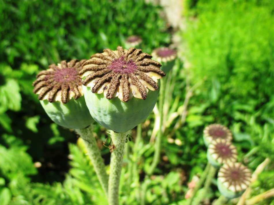 poppy seeds in the garden