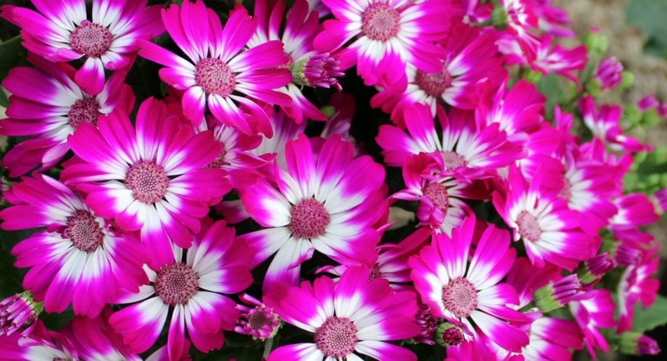 pink white cineraria in the garden