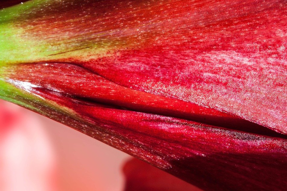 petals of amaryllis