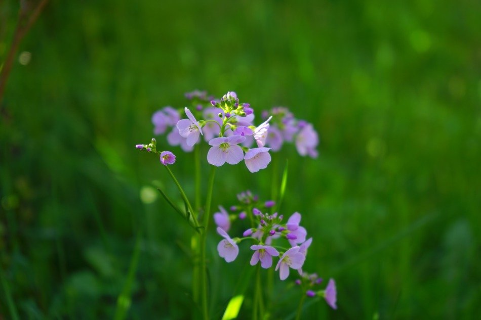 light purplesmock flowers macro