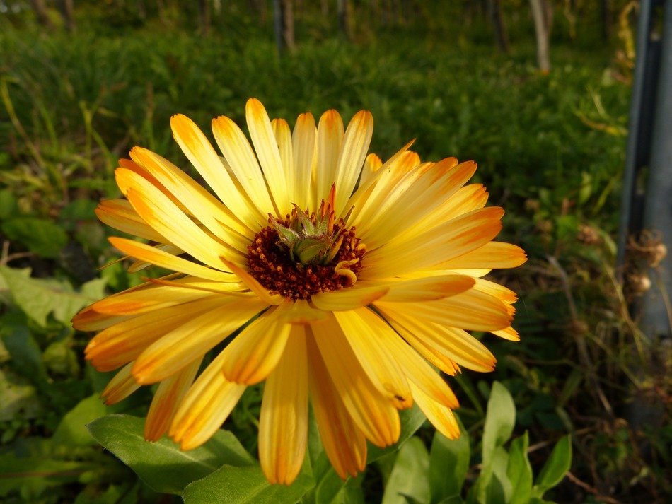 Yellow blossom in nature