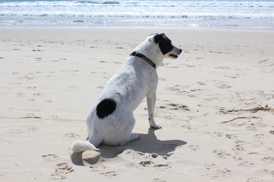 sitting white dog with black spots on the sand beach