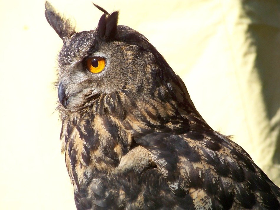 Great gray owl, horned owl