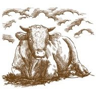Breeding cattle N2