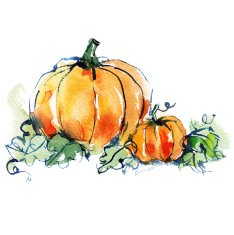 ripe orange two pumpkins with green leaves