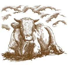 Breeding cattle N2