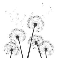 Black vector dandelions N2