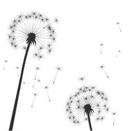 Black vector dandelions N3