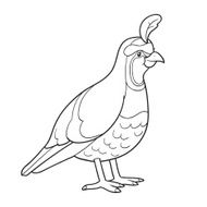 Coloring book (quail) N3