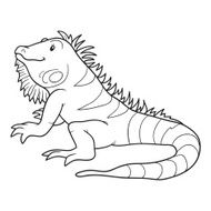 Coloring book (iguana) N2