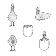 Set of hand drawn cute ducklings