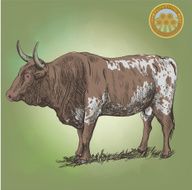 adult bull
