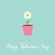 Daisy in pot Happy Valentines Day card